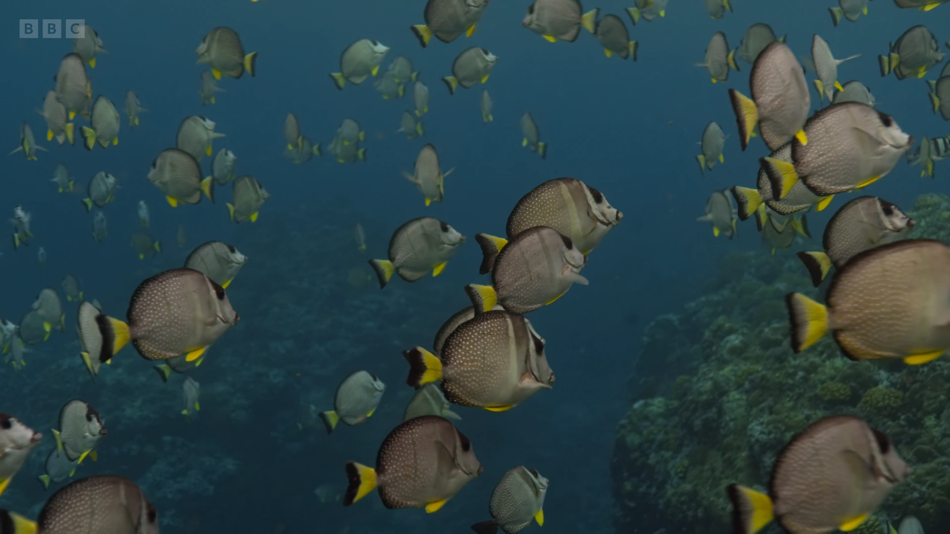 Whitespotted surgeonfish (Acanthurus guttatus) as shown in A Perfect Planet - Oceans